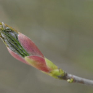 Photographie n°2474998 du taxon Acer pseudoplatanus L.