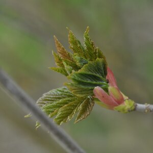 Photographie n°2474999 du taxon Acer pseudoplatanus L.