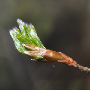 Photographie n°2475000 du taxon Fagus sylvatica L.