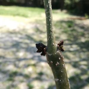 Photographie n°2475024 du taxon Paulownia tomentosa (Thunb.) Steud. [1841]