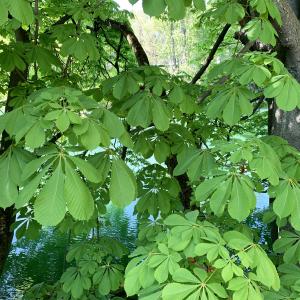 Photographie n°2475049 du taxon Aesculus hippocastanum L. [1753]