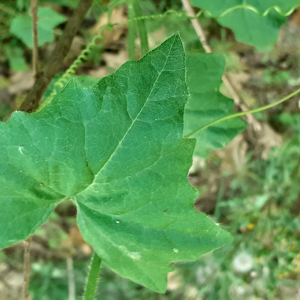 Photographie n°2475096 du taxon Bryonia cretica subsp. dioica (Jacq.) Tutin