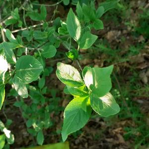 Photographie n°2475103 du taxon Euonymus europaeus L. [1753]