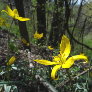 Photographie n°2475167 du taxon Tulipa sylvestris L.
