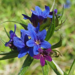 Photographie n°2475181 du taxon Buglossoides purpurocaerulea (L.) I.M.Johnst. [1954]