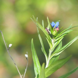 Photographie n°2475182 du taxon Buglossoides purpurocaerulea (L.) I.M.Johnst. [1954]