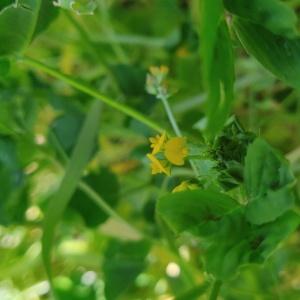 Photographie n°2475185 du taxon Medicago arabica (L.) Huds. [1762]