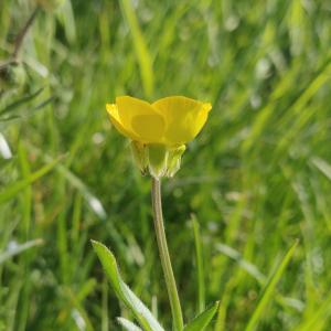 Photographie n°2475186 du taxon Ranunculus bulbosus L. [1753]