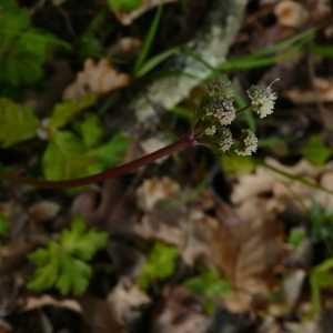 Photographie n°2475208 du taxon Sanicula europaea L.