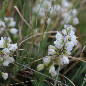 Photographie n°2475246 du taxon Polygala vulgaris L. [1753]