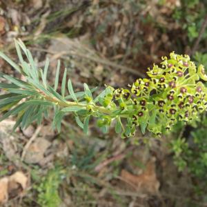 Photographie n°2475276 du taxon Euphorbia characias L.