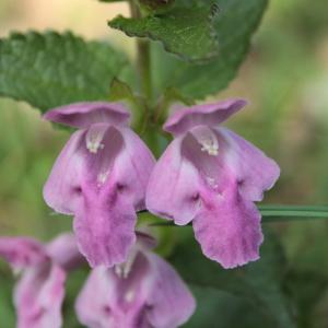 Photographie n°2475285 du taxon Melittis melissophyllum L.