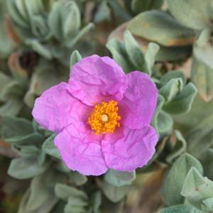 Photographie n°2475288 du taxon Cistus albidus L. [1753]