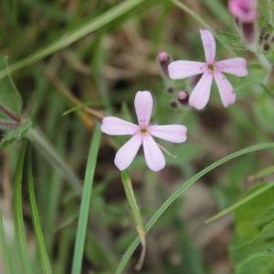 Photographie n°2475291 du taxon Saponaria ocymoides L.