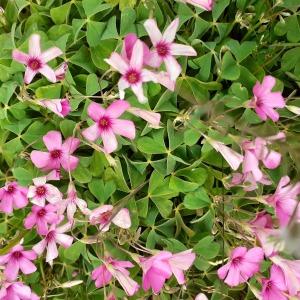 Photographie n°2475311 du taxon Oxalis floribunda Lehm. [1826]