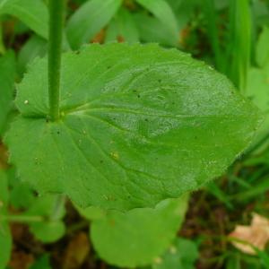 Photographie n°2475345 du taxon Doronicum pardalianches L. [1753]