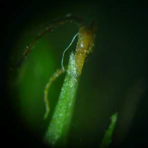 Photographie n°2475348 du taxon Carex sylvatica subsp. sylvatica