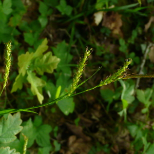 Photographie n°2475349 du taxon Carex sylvatica subsp. sylvatica