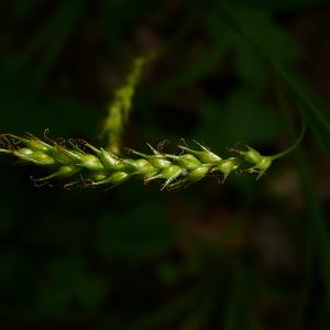 Photographie n°2475350 du taxon Carex sylvatica subsp. sylvatica