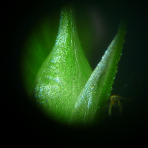 Photographie n°2475351 du taxon Carex sylvatica subsp. sylvatica