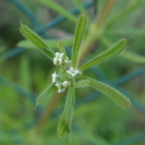 Photographie n°2475354 du taxon Galium aparine L.