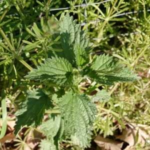 Photographie n°2475361 du taxon Urtica dioica L.