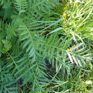Photographie n°2475369 du taxon Tanacetum vulgare L.