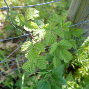 Photographie n°2475371 du taxon Rubus L. [1753]