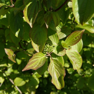 Photographie n°2475378 du taxon Cornus sanguinea L.