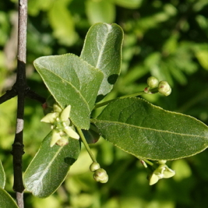 Photographie n°2475382 du taxon Euonymus europaeus L.