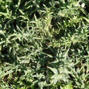 Photographie n°2475389 du taxon Cirsium vulgare (Savi) Ten. [1838]