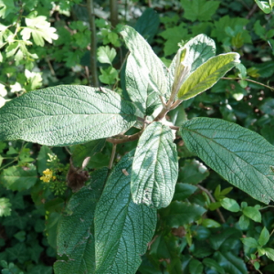 Photographie n°2475398 du taxon Viburnum rhytidophyllum Hemsl.