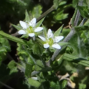 Photographie n°2475414 du taxon Arenaria serpyllifolia L.