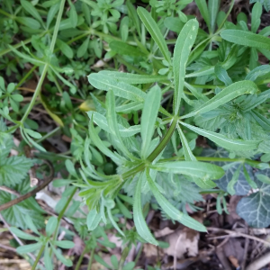 Photographie n°2475427 du taxon Galium aparine L. [1753]