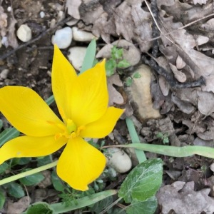 Photographie n°2475429 du taxon Tulipa sylvestris L.