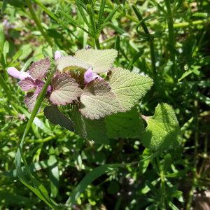 Photographie n°2475443 du taxon Lamium purpureum L. [1753]