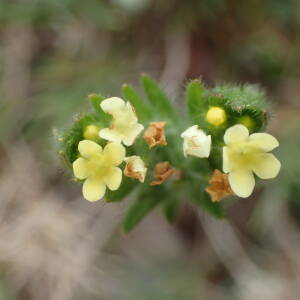 Photographie n°2475458 du taxon Neatostema apulum (L.) I.M.Johnst.