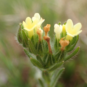 Photographie n°2475460 du taxon Neatostema apulum (L.) I.M.Johnst.