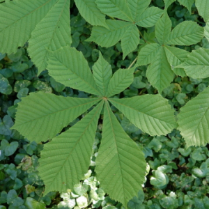 Photographie n°2475482 du taxon Aesculus hippocastanum L.