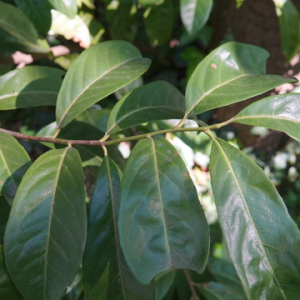 Photographie n°2475483 du taxon Prunus laurocerasus L.