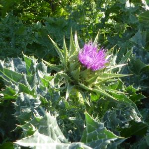 Photographie n°2475496 du taxon Silybum marianum (L.) Gaertn. [1791]