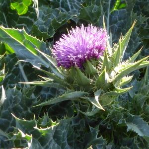 Photographie n°2475498 du taxon Silybum marianum (L.) Gaertn. [1791]