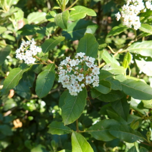  - Viburnum tinus L. [1753]