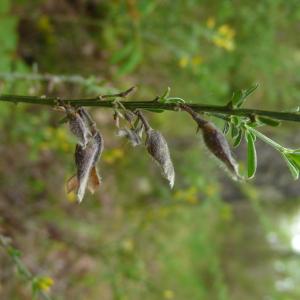 Photographie n°2475526 du taxon Genista pilosa L. [1753]