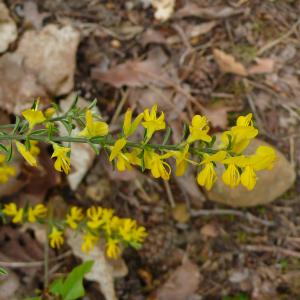 Photographie n°2475527 du taxon Genista pilosa L. [1753]