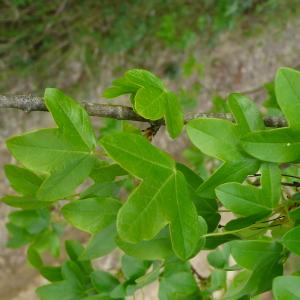 Photographie n°2475532 du taxon Acer monspessulanum L.