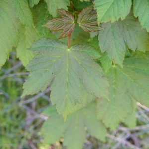 Photographie n°2475544 du taxon Acer pseudoplatanus L.