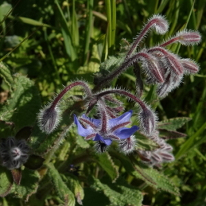 Photographie n°2475601 du taxon Borago officinalis L.