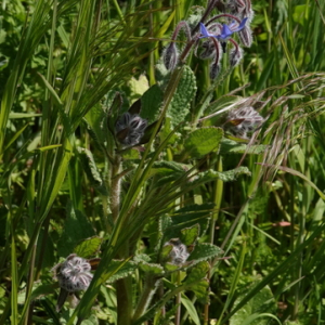 Photographie n°2475602 du taxon Borago officinalis L.