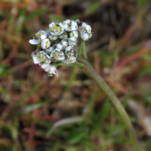 Photographie n°2475634 du taxon Teesdalia nudicaulis (L.) R.Br.